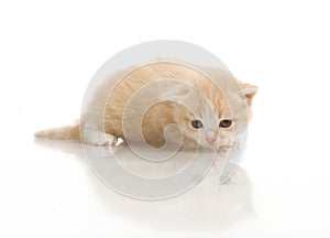 Small cute kitten , close-up