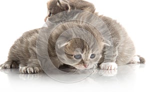 Small cute kitten , close-up