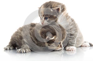 Small cute kitten , close-up