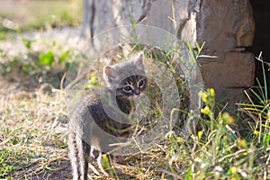 Small cute kitten gray color