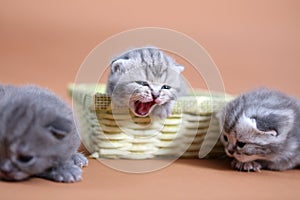 Small cute kitten meaowing