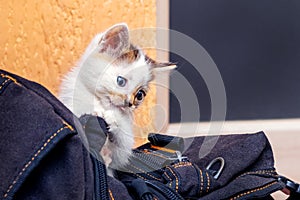A small cute kitten is playing near a black backpack