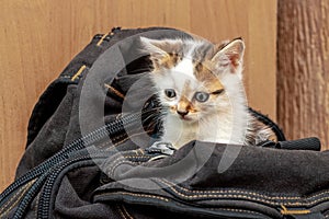 A small cute kitten is sitting on a backpack. Rest while traveling