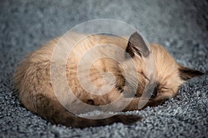 A small cute kitten sleeps sweetly on a fluffy gray blanket, curled up in a ball