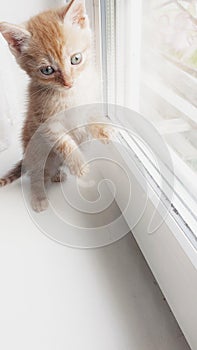 A small cute kitty near window