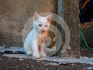 Small cute kitty with short white hair sitting  on concrete against old wall