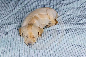 Small cute labrador retriever puppy dog sleeping on bed