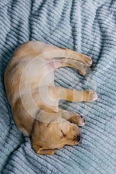Small cute labrador retriever puppy dog sleeping on bed