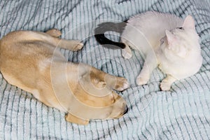 Small cute labrador retriever puppy dog and young cat on bed. Friendship of pets