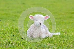 Small cute lamb gambolling in a meadow in a farm