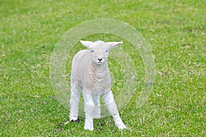 Small cute lamb gambolling in a meadow in a farm