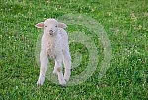 Small and cute lamb standing alone in a meadow, in spring, in Romania