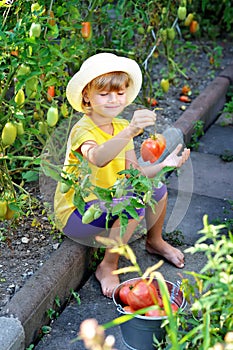 A small, cute little girl in a hat harvests a ripe harvest of ri