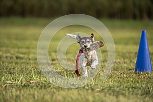 A small cute little Jack Russell Terrier dog running fast and with joy across a meadow with a toys in his mouth