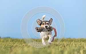A small cute little Jack Russell Terrier dog running fast and with joy across a meadow with a toys in his mouth
