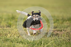 A small cute little Jack Russell Terrier dog running fast and with joy across a meadow with a toys in his mouth