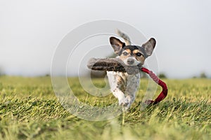 a small cute little Jack Russell Terrier dog running fast and with joy across a meadow with a toys in his mouth