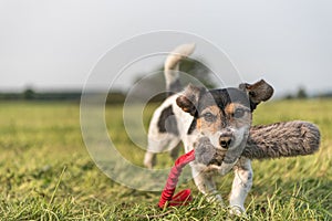 a small cute little Jack Russell Terrier dog running fast and with joy across a meadow with a toys in his mouth