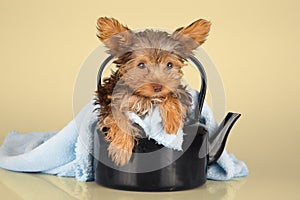 Small cute little Yorkshire terrier sitting in black kettle