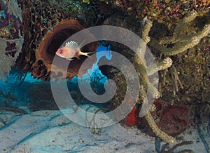 Small cute longspine squirrelfish near a coral reef