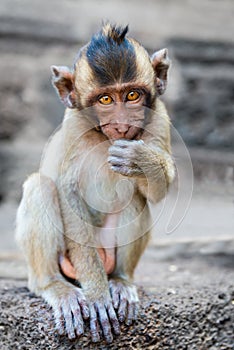 Small cute monkey sitting and looking in the camera
