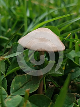 Small cute mushroom growing in a lawn of grass and clover