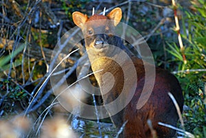 Small cute northern Pudu looking at the camera in the forest