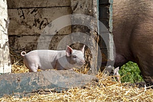 Small cute pink piglet stands in the straw in the stable and looks out into the sun with a curl in its tail