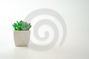 Small cute plant minimal style on white background photo