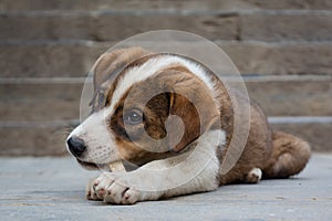 Small cute puppy chewing food on the floor