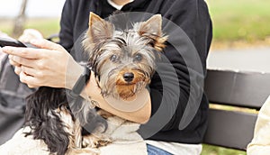 A small cute puppy of a Yorkshire terrier sits on the owner`s hand on a bench. Dog on a walk