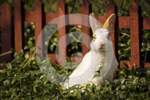 Small cute rabbit sitting in the grass