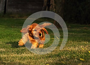 Small and cute red Cocker Spaniel puppy running in the green grass, morning sun