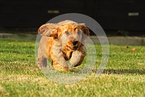 Small and cute red Cocker Spaniel puppy running in the green grass, morning sun