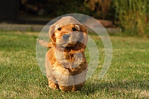 Small and cute red Cocker Spaniel puppy running in the green grass, morning sun
