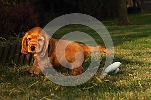 Small and cute red Cocker Spaniel puppy running in the green grass, morning sun