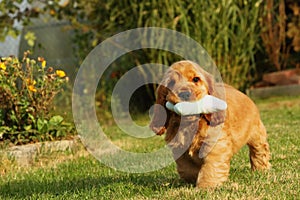 Small and cute red Cocker Spaniel puppy running and keeping a dog toy in the green grass, morning sun