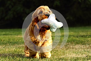 Small and cute red Cocker Spaniel puppy running and keeping a dog toy in the green grass, morning sun