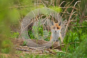 A small and cute Red fox, Vulpes vulpes cub during spring