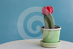 Red Moon Cactus on a Blue Background