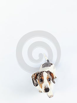 Small cute sausage dachshund doxie puppy dog looking funny on plain white background