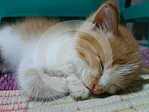 small and cute sleeping kitten