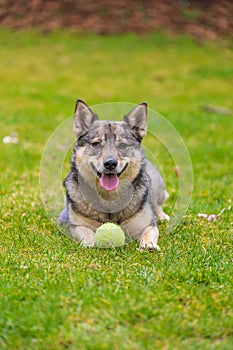 A small cute smiling dog - Swedish Vallhund