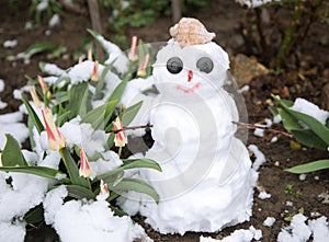 Small cute snowman is standing in a flowerbed with early spring tulip flowers
