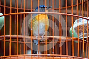 A small and cute song bird in the cage