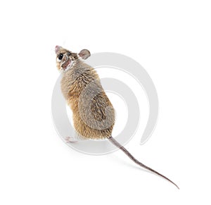 Small cute spiny mouse on white background