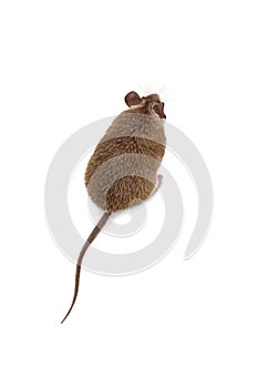 Small cute spiny mouse on white background