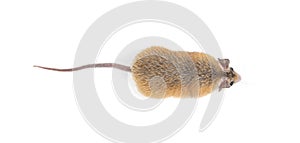 Small cute spiny mouse on white background