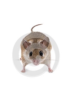 Small cute spiny mouse on white background