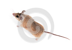 Small cute spiny mouse on white background